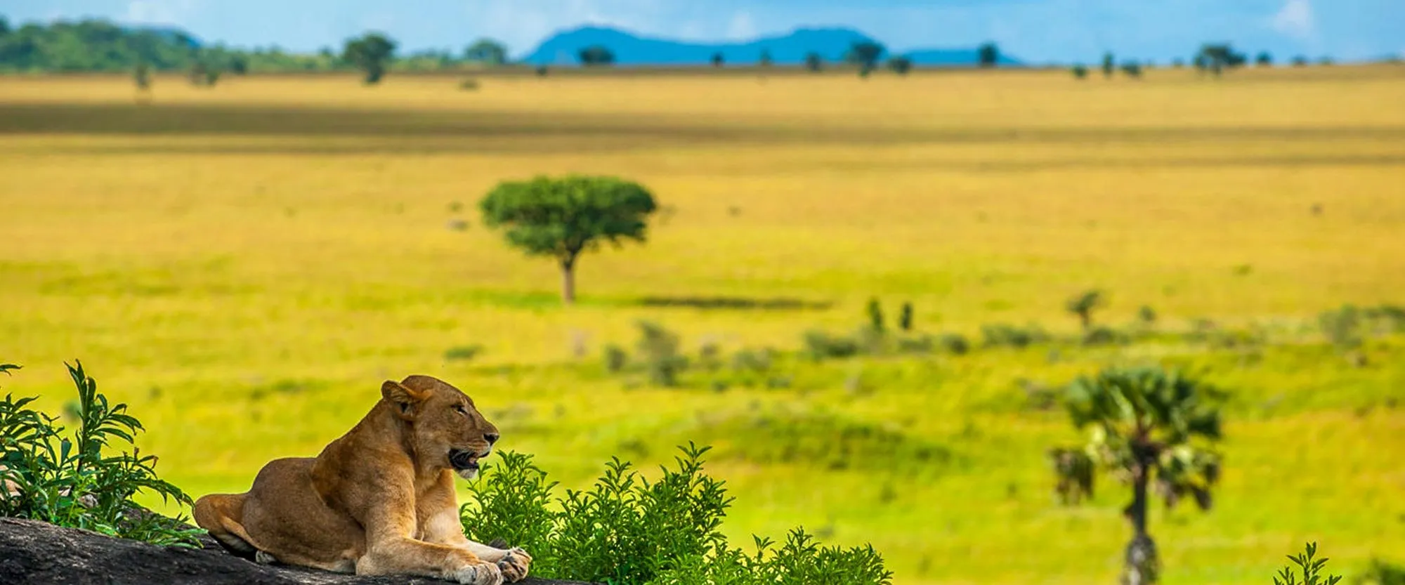kidepo valley self drive safari