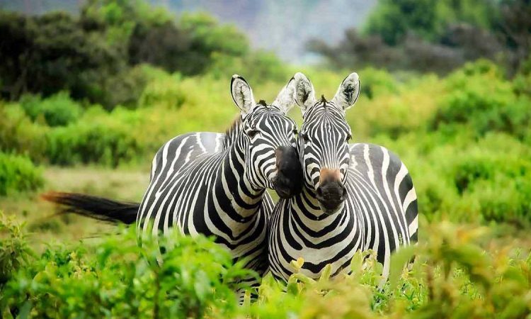 Game drives & boat cruise on Mburo lake
