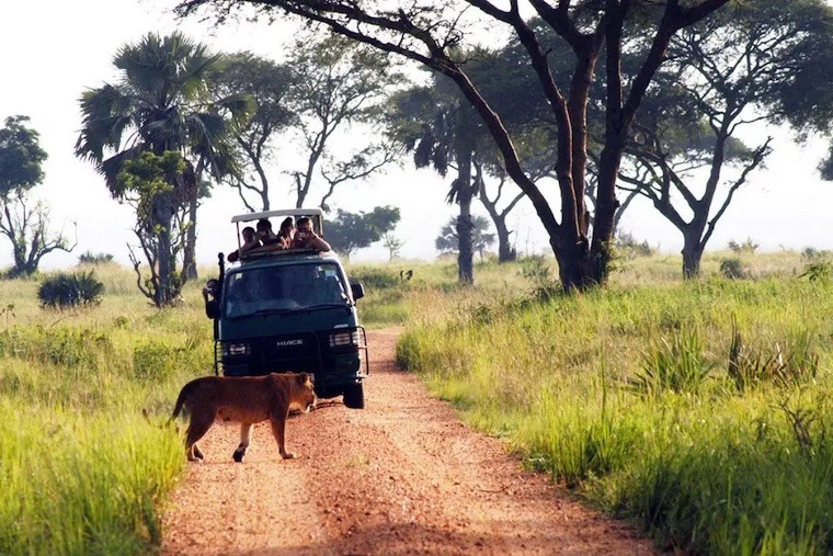 Game drives, boat cruise & hike to falls top