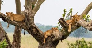 tree-climbing-lions-ishasha - Rent 4x4 Car Uganda Ishasha tree climbing lions