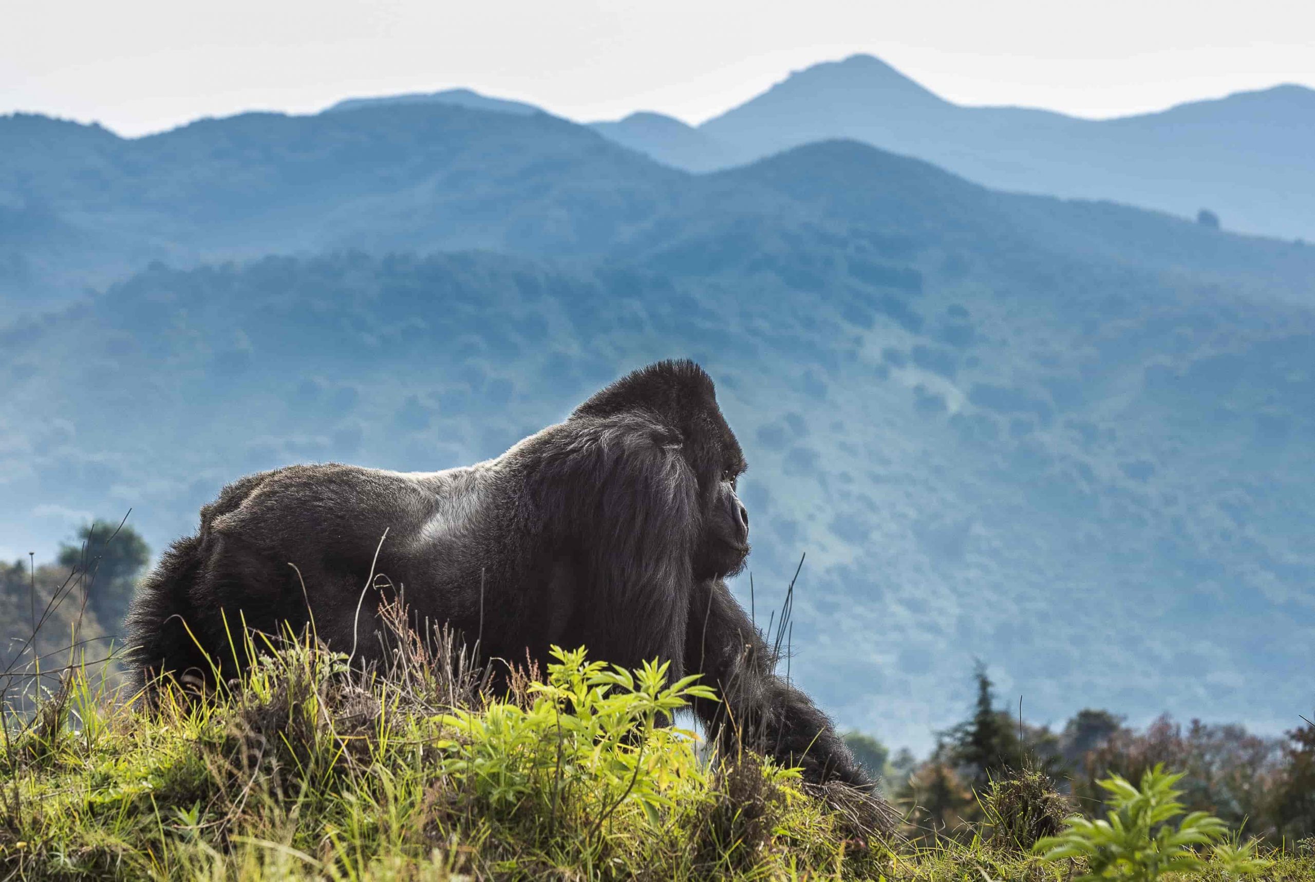 Car rental Rwanda to Volcanoes