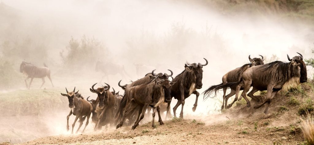 wildbeest-migartion-kenya - Rent 4x4 Car Uganda Herd of wildebeests running across a dusty savanna, kicking up a large cloud of dust behind them.