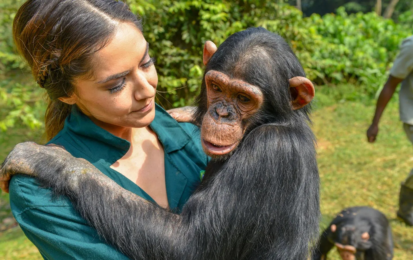 ngamba-island-chimp-caring - Rent 4x4 Car Uganda Ngamba island