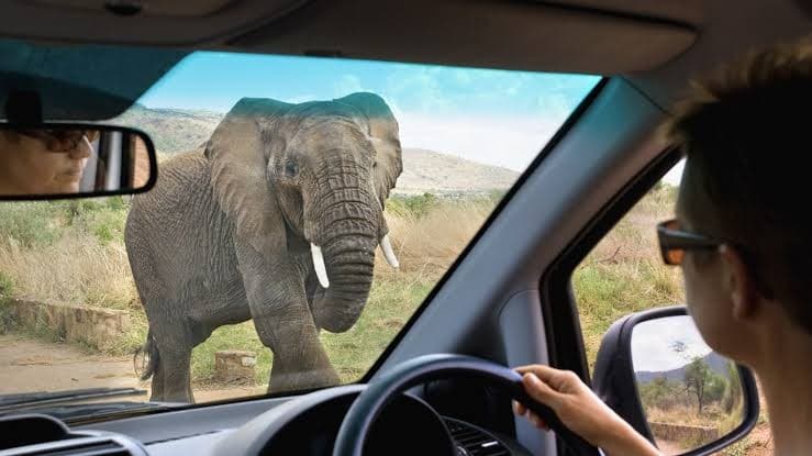 self-drive-rwanda-in-4x4 - Rent 4x4 Car Uganda Person driving a car watches a large elephant standing in the road just outside the driver's window on a safari.